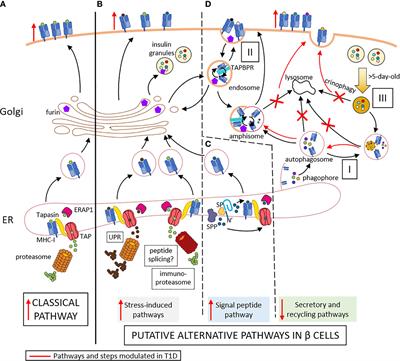 Making Insulin and Staying Out of Autoimmune Trouble: The Beta-Cell Conundrum